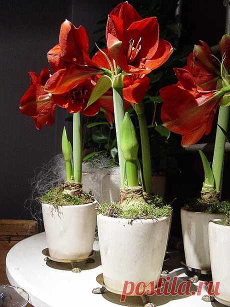 Amaryllis. Амариллисовые