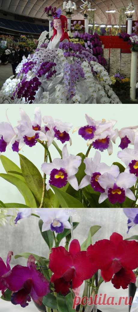 Фестиваль орхидей в Японии (Japan Grand Prix International Orchid Festival 2014).