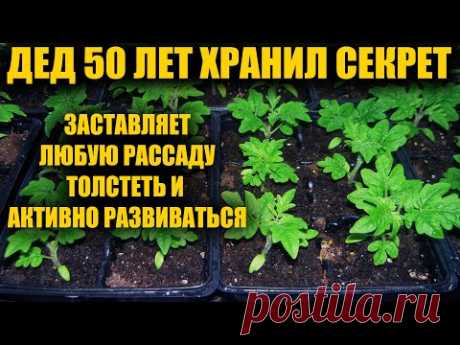 Я обалдел! 1 Ложка заставляет любую рассаду толстеть и активно развиваться! Рассада коренастая!!!