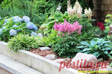 Красивые тенелюбивые растения для сада или балкона
