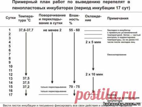 kykapeky - Режимы инкубации в пенопластовых инкубаторах