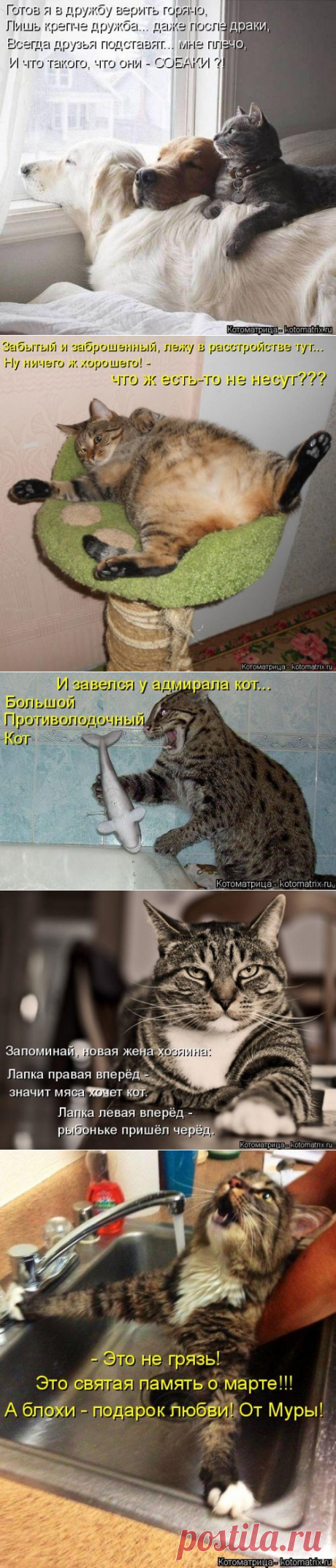 Свежая котоматрица