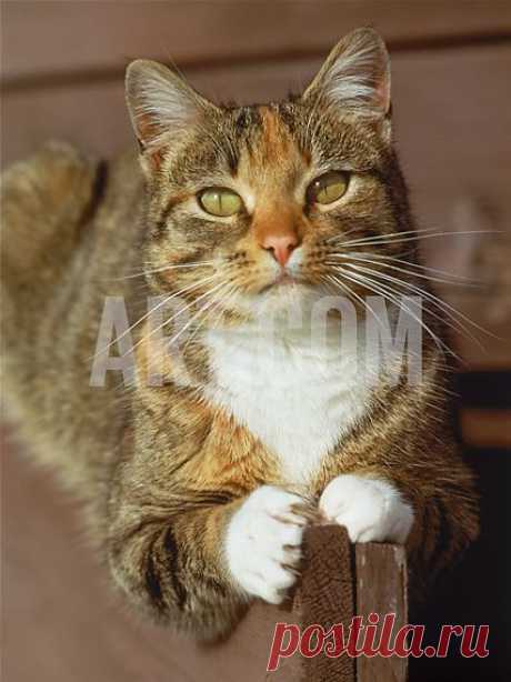 Gray Domestic Cat Outdoors, Close-up Photographic Print by Allen Russell at Art.com