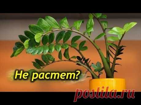 Почему Замиокулькас не растет? Болезни и проблемы долларового дерева.