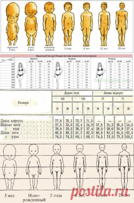 пропорции тела у новорожденных - Поиск в Google