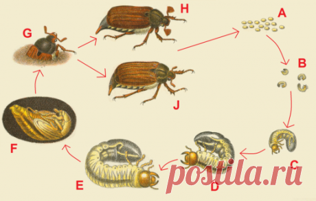 Действенные советы по избавлению от майского жука и его личинок