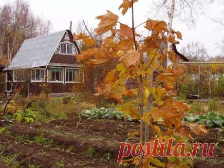 Закрываем дачный сезон: чего нельзя и что нужно сделать на огороде осенью Сибиряки – заядлые дачники, осенью стараются сделать всю работу, которую не успели летом; Сиб.фм разбирался, чего нельзя делать на даче в последние погожие деньки.