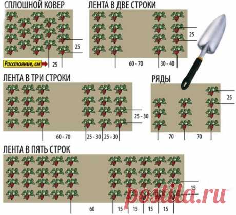 Как сажать клубнику в августе, чтобы не беспокоиться об урожае в следующем году