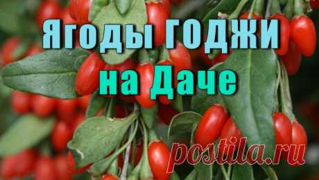 Как Вырастить Ягоды Годжи у Вас на Даче или дома
Про Ягоды Годжи сейчас не знает только ленивый. Кисло-сладкие красные ягодки богатые витаминами, минералами и антиоксидантами полюбились многим, особенно людям, стремящимся к здоровому образу жизни.