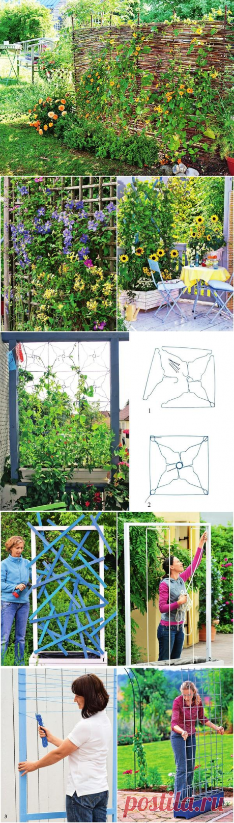 Надежный тыл: как сделать ширму из вьющихся растений / вьющиеся растения / 7dach.ru