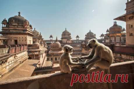 Ладушки – любимая игра индийских приматов. 🙏 Снимала Елена Пахалюк, nat-geo.ru/photo/user/316643