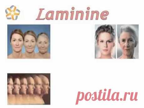 Ламинин Короткая Презентация Laminine - YouTube