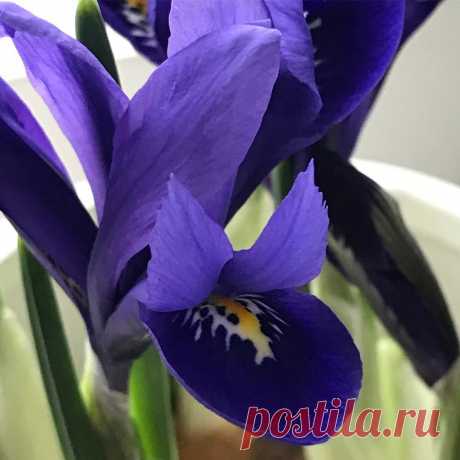 Marie в Instagram: «Ha en fin söndag!#iris#köksfönster#lerum#sundayflower#kitchenwindow#sweden#springfeeling.  Have a nice day!» 139 отметок «Нравится», 7 комментариев — Marie (@paulasfriends) в Instagram: «Ha en fin söndag!#iris#köksfönster#lerum#sundayflower#kitchenwindow#sweden#springfeeling.  Have a…»