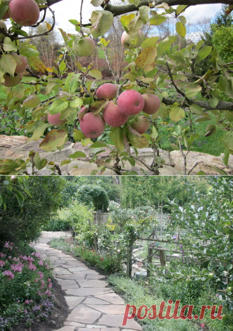 Плодово-ягодный сад: Как выиграть битву за красоту и собрать урожай