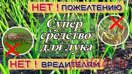 А у нас в огороде... | ЛУК будет ЗЕЛЁНЫЙ! Луковая МУХА исчезнет! СУПЕР средство от ПОЖЕЛТЕНИЯ и от ВРЕДИТЕЛЕЙ лука.