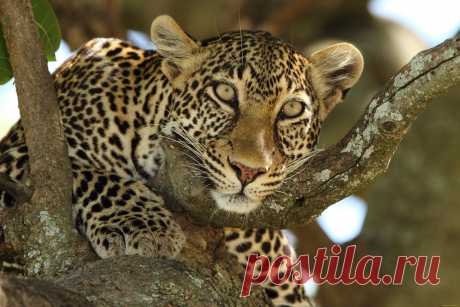 Скачать обои животные, леопарды, взгляд, морда, дерево, хищник, леопард, дикая, кошка из раздела Животные, в разрешении 4059x2706