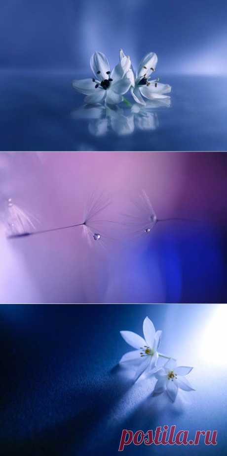 Трогательная хрупкость цветов в фотографиях Ляфуге Логос (Lafugue Logos) - Фотоискусство