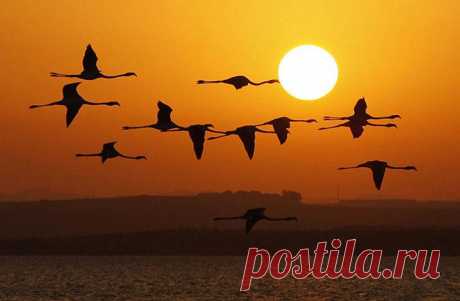 Flamingo flight at sunrise, Fuente de Piedra natural reserve, Malaga, Spain, photo by Jon Nazca - Pixdaus