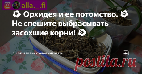 🌺 Орхидея и ее потомство. 🌺 Не спешите выбрасывать засохшие корни! 🌺 Доброго Вам дня, мои уважаемые читатели, гости канала, цветоводы, а также поклонники комнатных растений и домашних цветов.
С Вами alla-Fi. В этой статье я рассказываю, как из старой увядшей орхидеи получить новое, здоровое и молодое растение.
Всегда говорила и говорю: что не надо избавляться от пенёчков и "засохших" корней от орхидей! - Природа заложила в этот цветок стремление и возможность при у