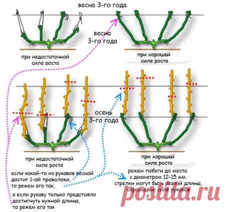 Когда следует начинать осеннюю Обрезку Винограда, чтобы не испортить будущий Урожай | Моя успешная дача | Яндекс Дзен