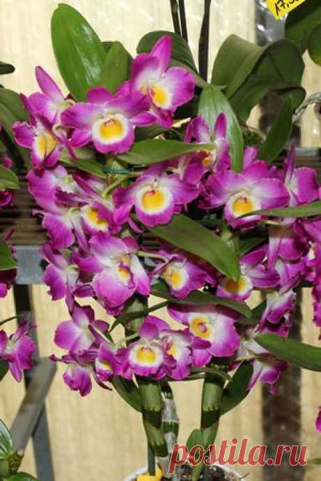 Уход за ГИБРИДНОЙ орхидеей Dendrobium nobile. Купила ДЕНДРОБИУМ НОБИЛЕ. Dendrobium Typ &quot;nobile&quot;.