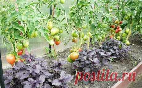 Что посадить рядом с томатами, чтобы получить отменный урожай Благодаря многолетним наблюдениям, дачники выявили для себя полезные растения, посадив которые рядом с томатами, будут их защищать.