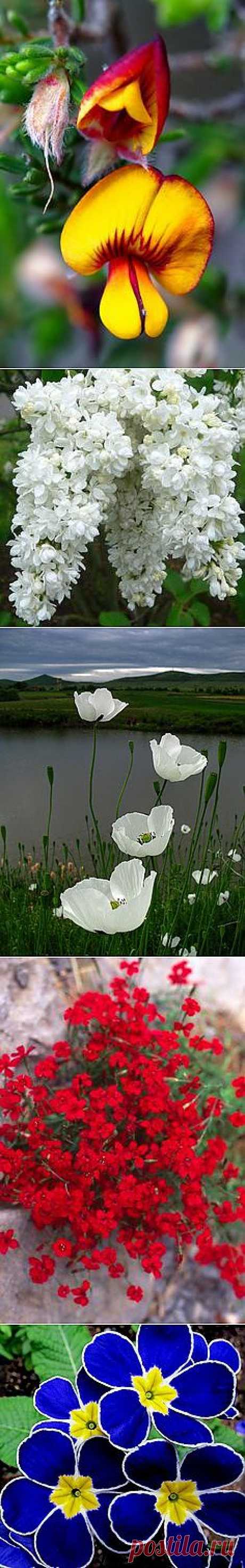 Flowers, Birds and Butterflies!