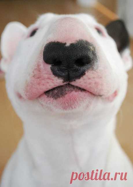 bull terrier