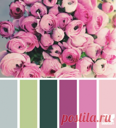 Design Seeds® | for all who ❤ color | ranunculus hues