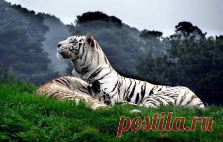Обои кошка, животные, Тигр, белый тигр картинки на рабочий стол, раздел кошки - скачать