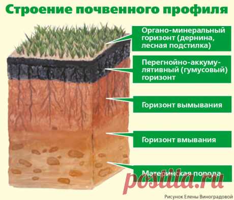 Секреты плодородия. Как повысить количество гумуса? | Огород | Дача | Аргументы и Факты