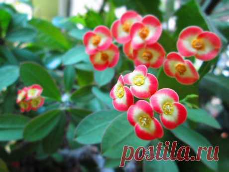 Молочай Миля (Euphorbia milii). - Цветочный форум