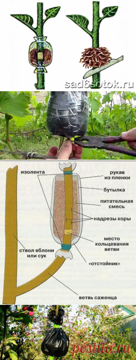 Воздушные отводки: размножение яблонь без прививок