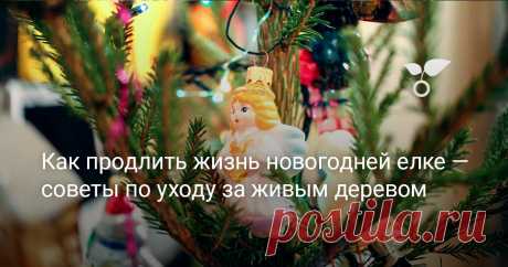 Как продлить жизнь новогодней елке — советы по уходу за живым деревом — Ботаничка Для многих аромат еловой или сосновой хвои – это запах детства, запах праздника, подарков и простого счастья. Живая ёлка остаётся символом настоящего Нового года, но, к сожалению, недолговечный. В сухих и жарких квартирах ель достаточно быстро высыхает и начинает терять хвою. В некоторых случаях это происходит всего за несколько дней. Мы вам подскажем, как нужно поступить, чтобы сохранить сру...