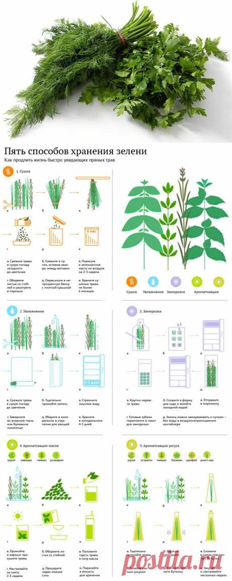 Пять способов сохранить зелень.