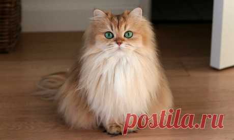 Как правильно ухаживать за шерстью кошки | КотоЛэнд | Пульс Mail.ru