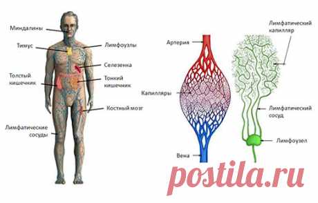 Очищение лимфы - 11 способов улучшить лимфоток