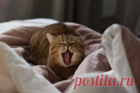Смешные фото котов отдыхающих в самых необычных позах