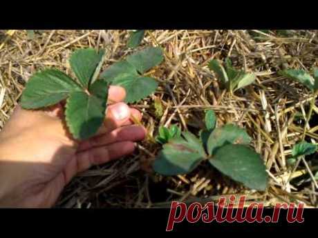 Сажаем клубнику осенью (How to Grow Strawberries: Planting a Strawberry)