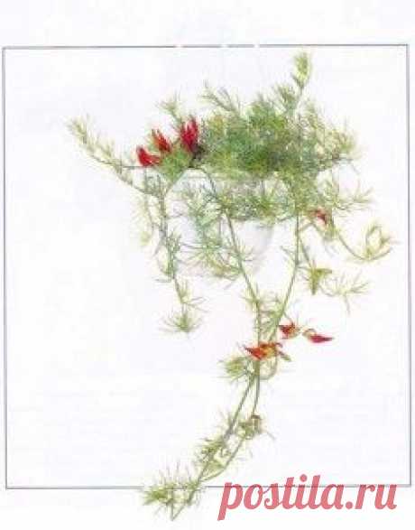 Лядвенец бертелоти | Каталог Комнатные растения и цветы. Уход, описание с фото. Цветы своими руками.