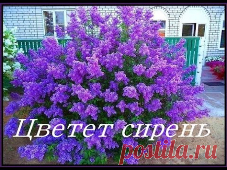 Цветет сирень группа "САДКО"