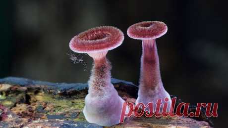 Самые красивые грибы на планете / Научный хит