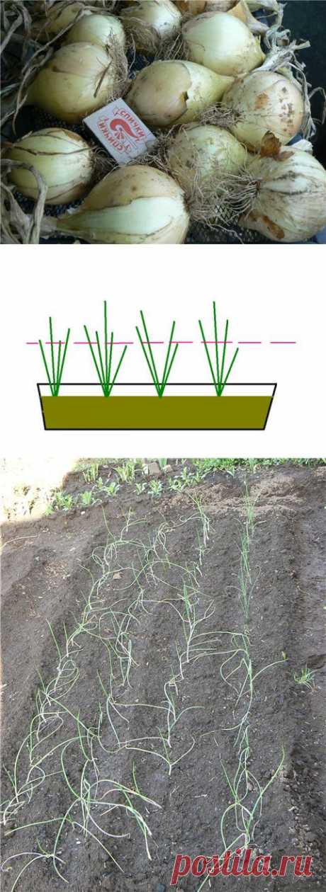 Сочный, сладкий лук Эксибишен. Выращивание.