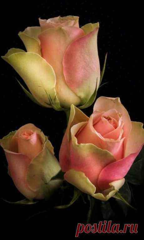 Beautiful Roses  |  Pinterest: инструмент для поиска и хранения интересных идей