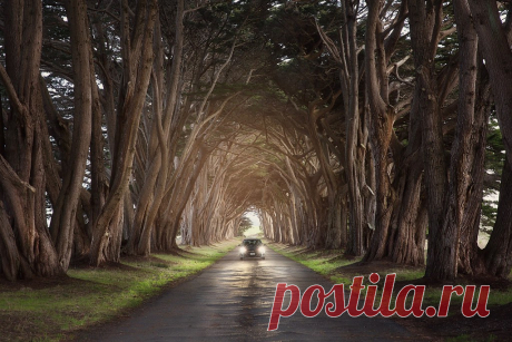 California Cyprus Tree Tunnel "Show me the right path, O Lord; point out the road for me to follow"... Psalms 25:4