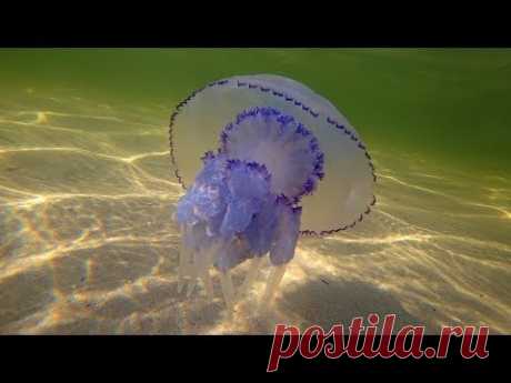 Медузы Черного моря.