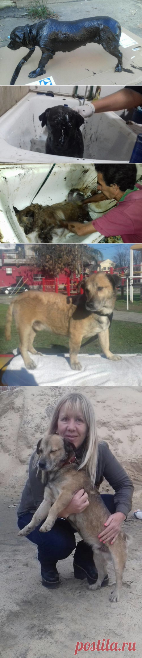 Бездомная собака, полностью покрытая смолой, бродила по улицам Аргентины. Что стало с умирающим животным