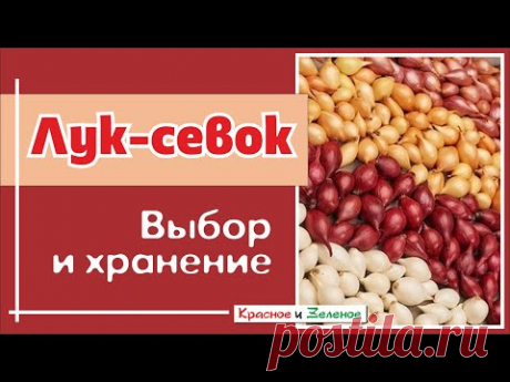 Лук-севок. Как выбрать и сохранить до посадки