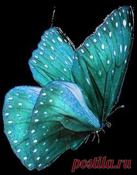 Gorgeous teal colored butterfly