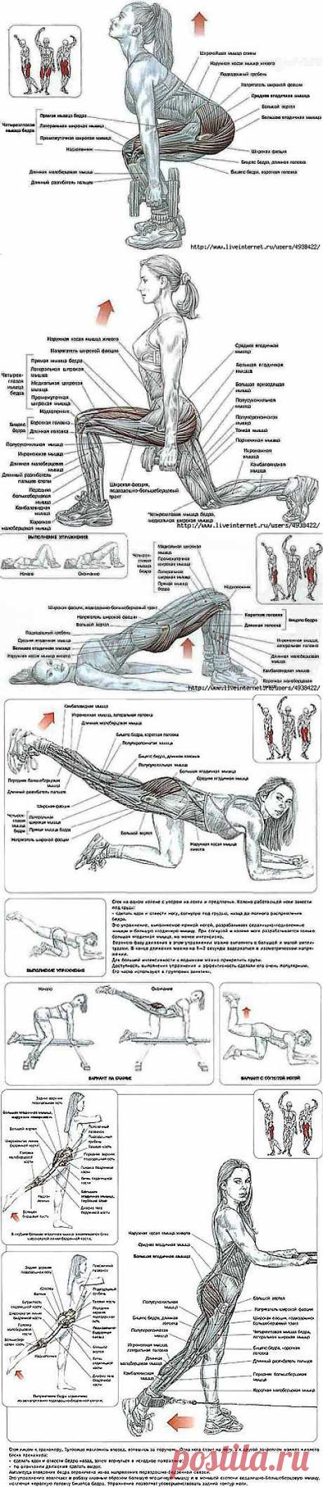 Упражнения для ягодиц и бедер в домашних условиях..